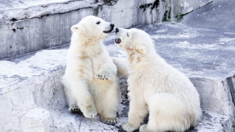 【北海道の動物園】有名な北海道の動物園！観光で絶対行くべきスポットを紹介