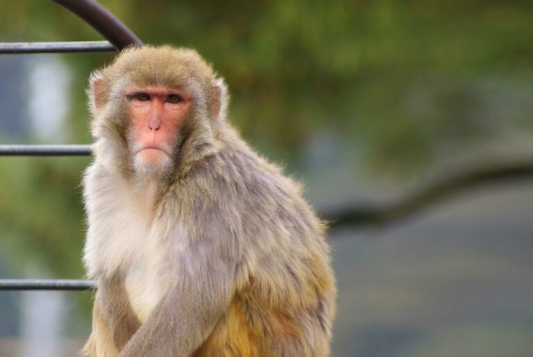 【京都府の動物園】京都動物園の人気スポット！見どころと楽しみ方を紹介