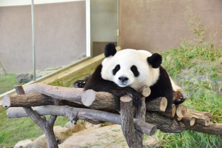 【兵庫の動物園】安いのに大満足！兵庫の動物園で家族みんなが楽しめるスポット5選