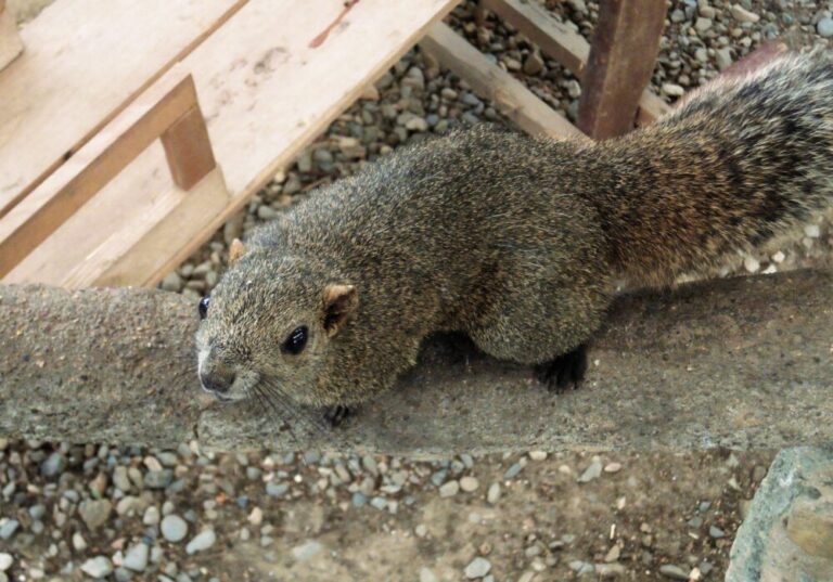 【岐阜県の動物園】子どもやカップルでも楽しめる！岐阜のちょっと変わった動物園