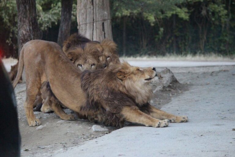 【群馬県の動物園】群馬のみんなで楽しめる動物園！家族で行きたい人気スポット