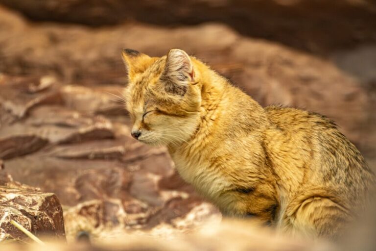 【栃木県の動物園】栃木で行くべき動物園！ふれあい体験で癒されるおすすめスポット