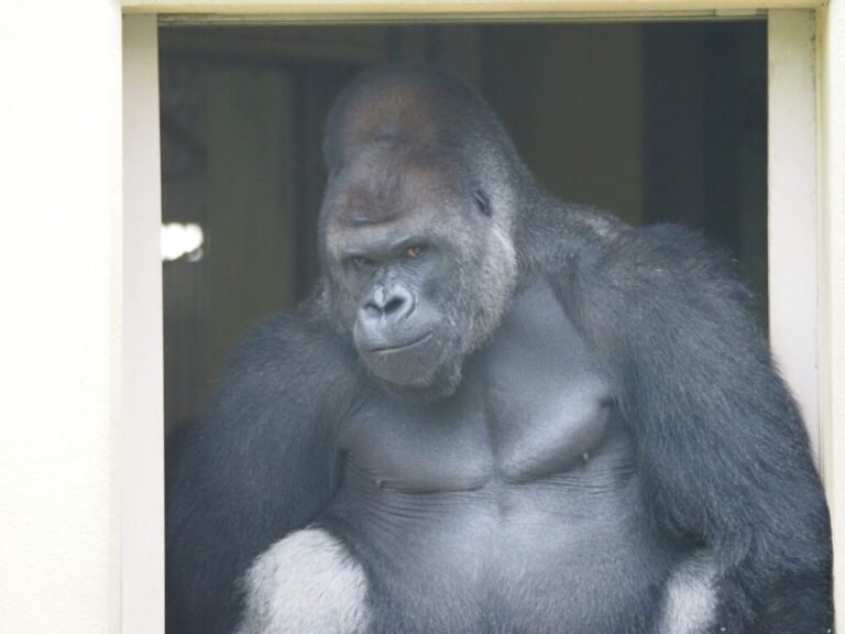 【愛知県の動物園】無料もあり！愛知の動物園で家族で楽しむべきスポット4選