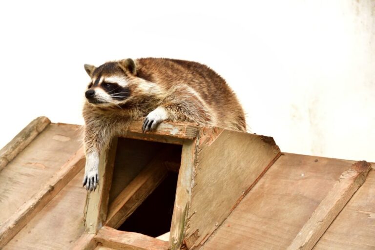 【山梨県の動物園】山梨に動物園はない？動物とふれあえるスポットを紹介