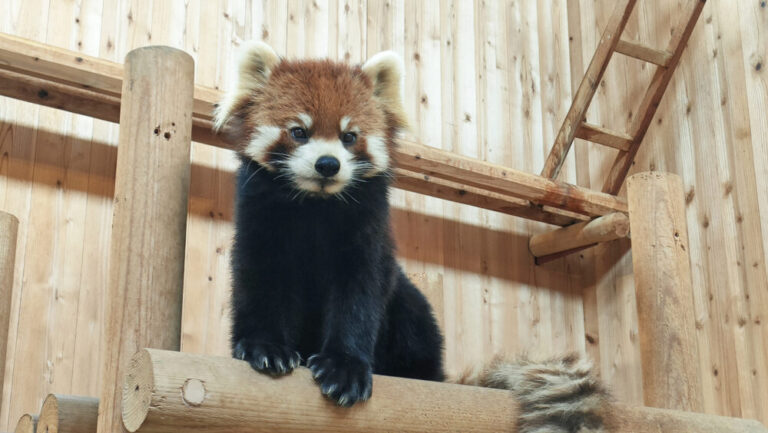 【福井県の動物園】無料で楽しめる！家族でまったり福井の動物園