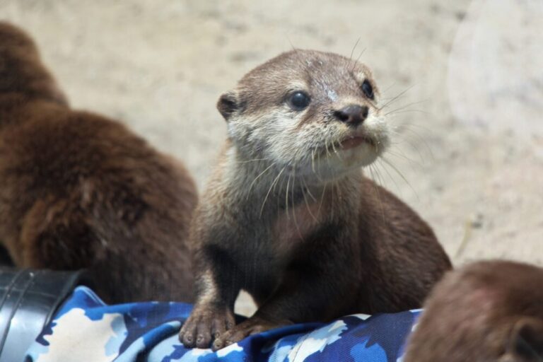 【神奈川県の動物園】人気の動物園はどこ？神奈川のおすすめ動物園！