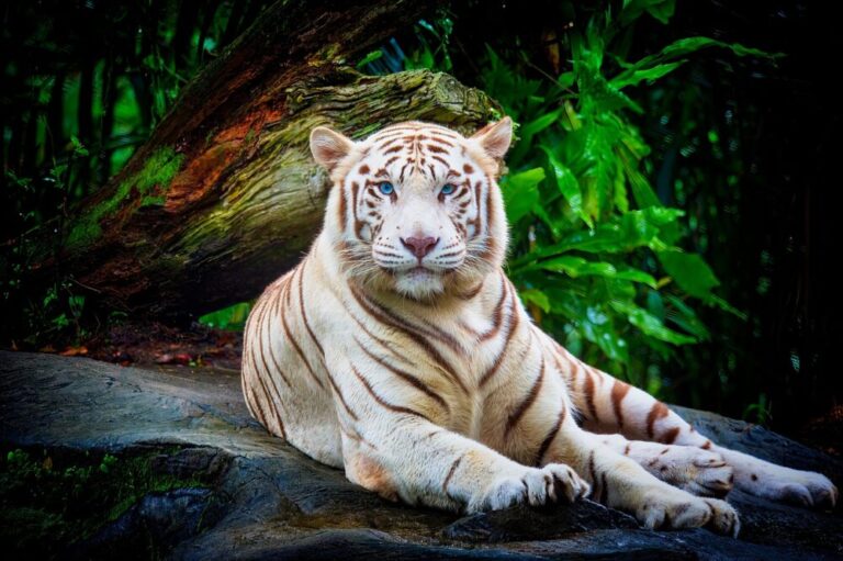 【静岡県の動物園】行っておきたい静岡の動物園一覧！家族旅行のご参考に